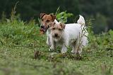 JACK RUSSEL 221